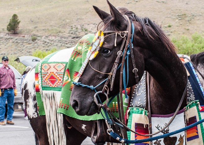 A horse in traditional gear.