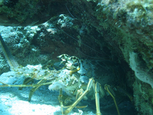 A spiny lobster emerges from under a crevice in a coral reef