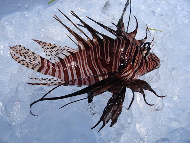 This lionfish was removed from Biscayne National Park waters