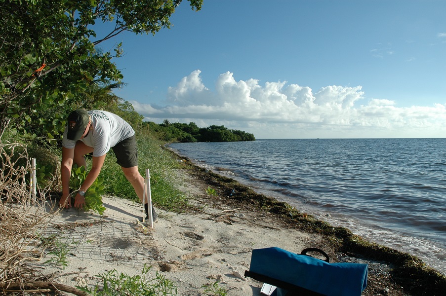 Sea turtle nest work