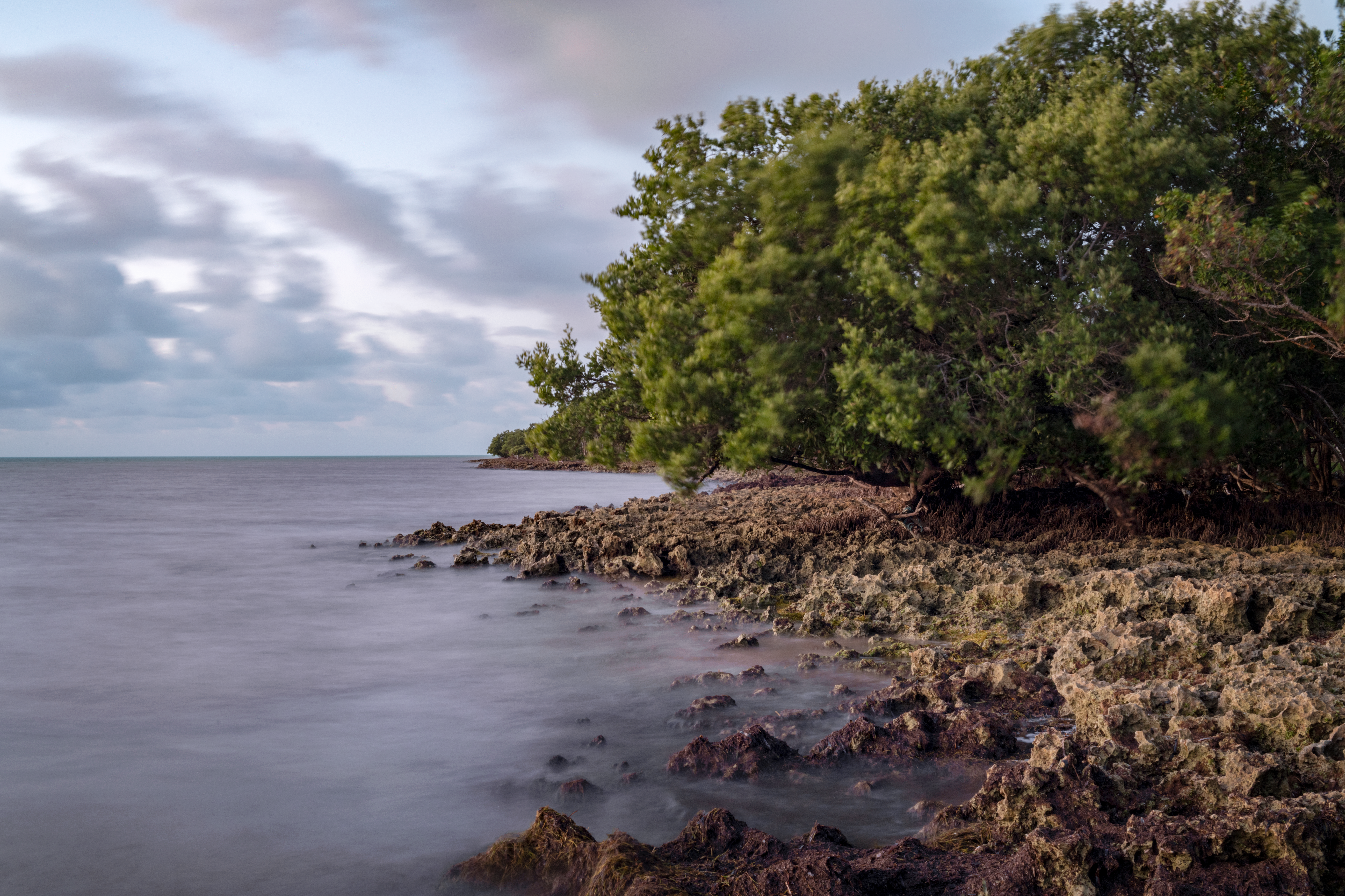 A long exposure photograph: on the left side are sky above and waves below, both show motion blur. On the right are mangrove trees whose leaves seem to move in the wind. Below is jagged coral rock seashore.