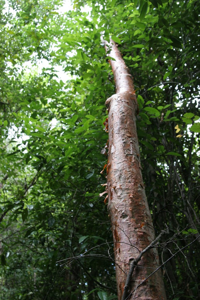 a close-up of peeling bark of the Gumbo Limbo tree
