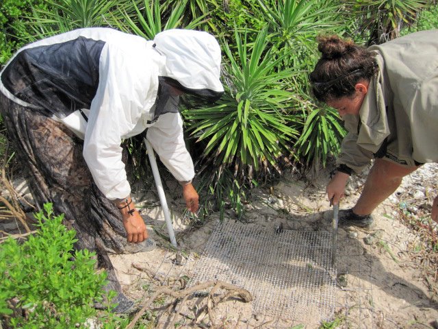 Protecting a sea turtle nest
