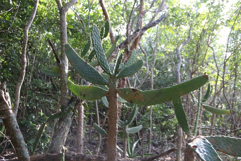 semaphore cactus