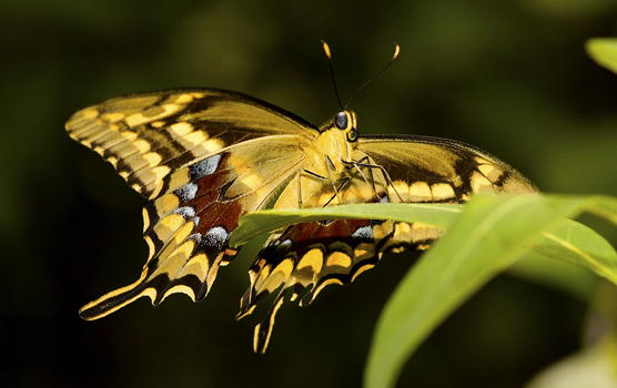 a Schaus swallowtail butterfly alights on a torchwood plant.