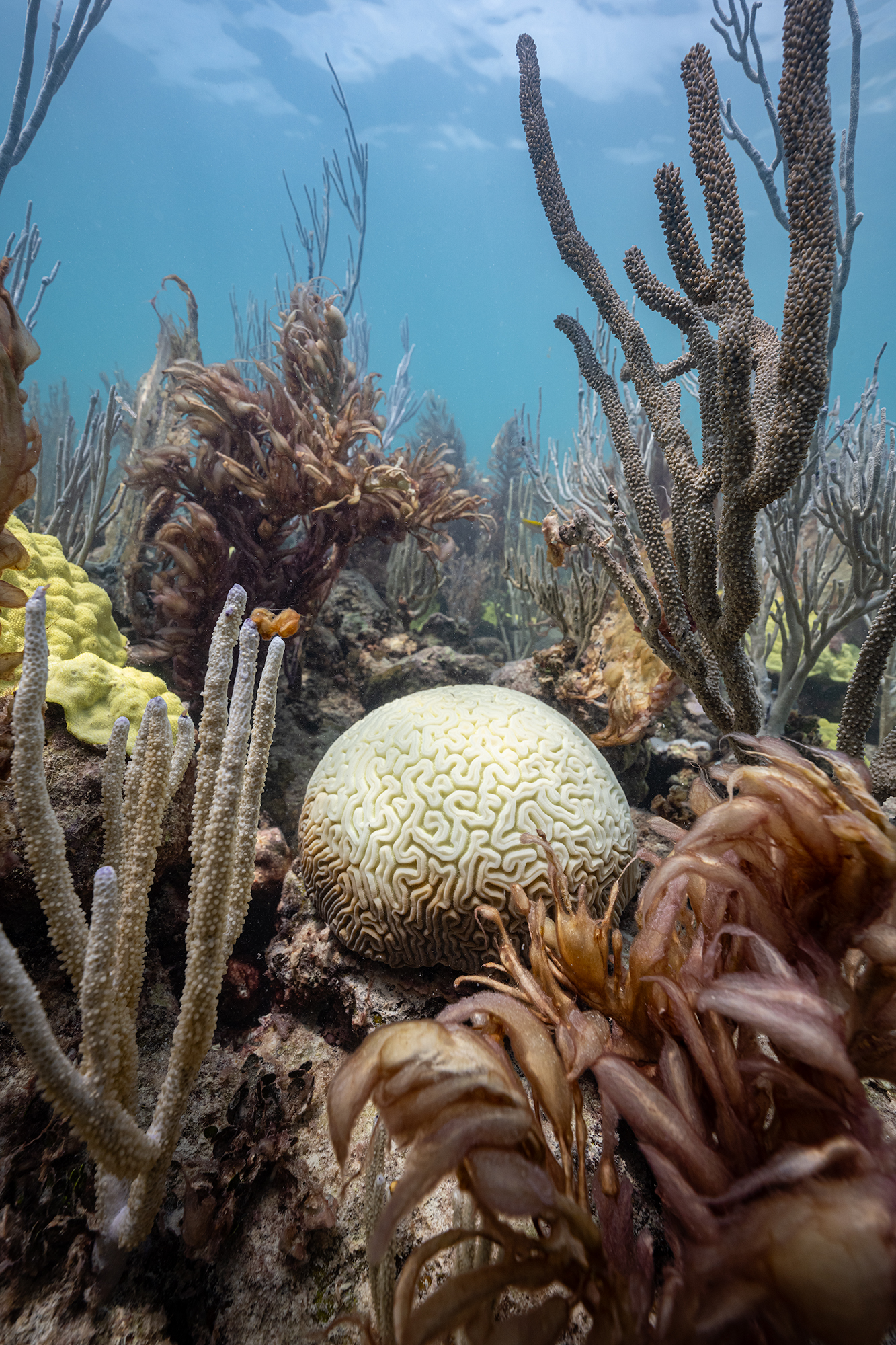 A spherical coral colony with brain-like grooves gradates from white above to a reddish-brown at the base. Around it are other marine organisms swish in the water current.
