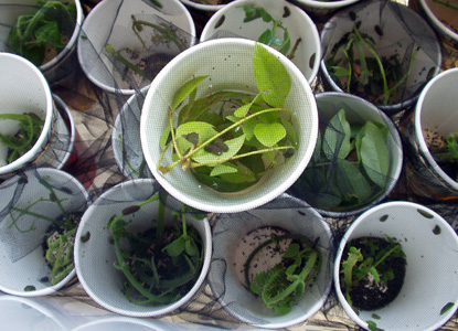 captive-bred Miami blue butterfly caterpillars