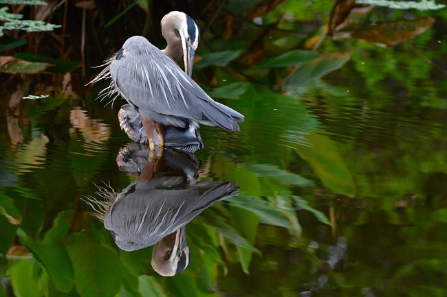 A great blue heron stands in flat reflective water grooming the feathers of its wing. The mirror image of it and the verdant green leaves can be seen below in the water.