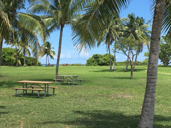 Open grassy area dotted with palm trees, ocean visible on the horizon