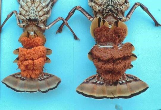 Two female lobsters with yellow/orange colored eggs