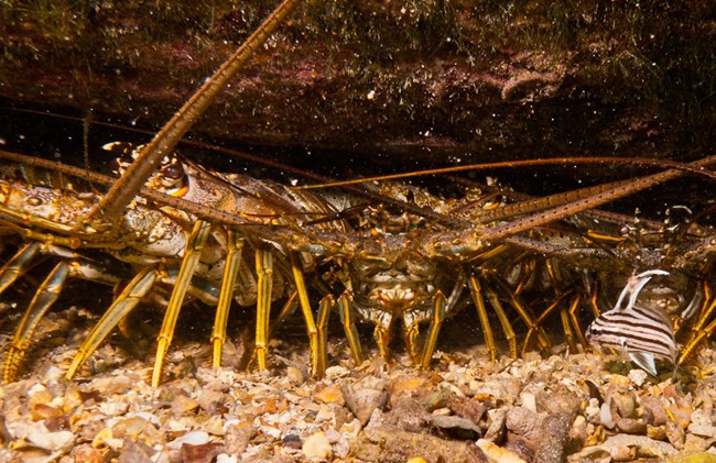 Several lobsters peer our from a cove