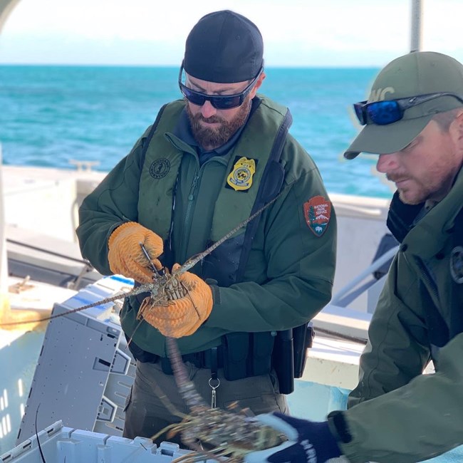 Two men measure lobsters on a boat