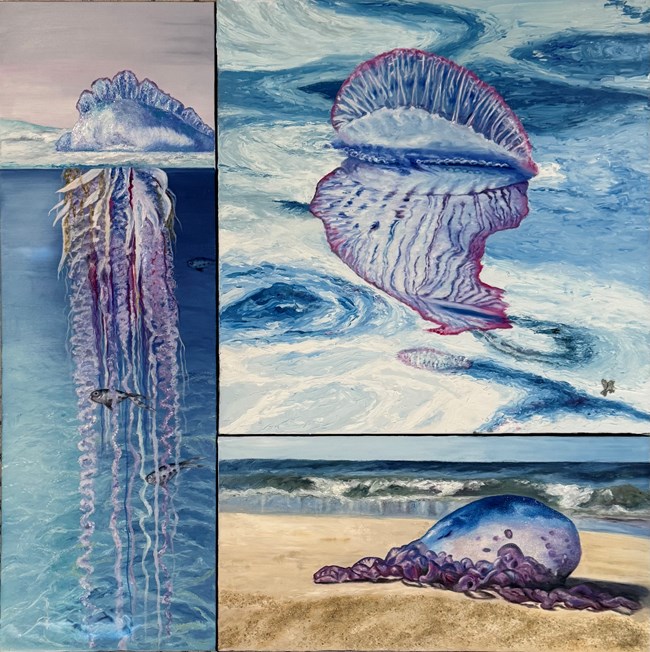 Left: Above and below water view of a man o' war, fish swimming among the tentacles. Top right: man o' war among blue water ripples, its reflection swirling in the water. Below: man o' war washed up on the sand.