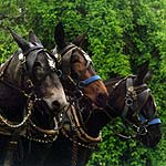 mules pull farm equipment at festival
