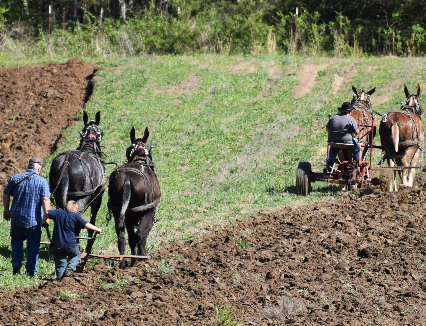 Four mules plowing a field