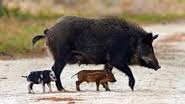 Wild hog with piglets