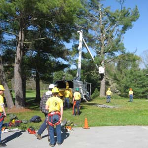 workers clear hazard trees
