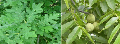white oak and walnut leaves