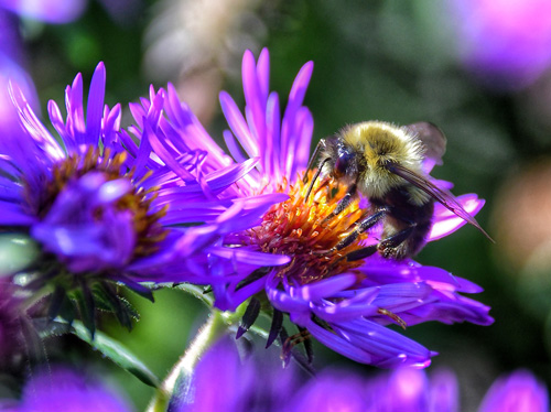 Purple flower close up of a bee