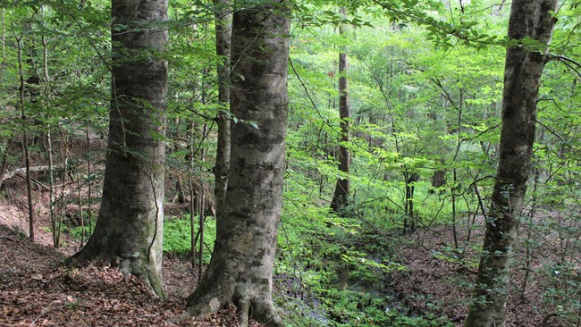 beech trees growing on the slope of a small gulch