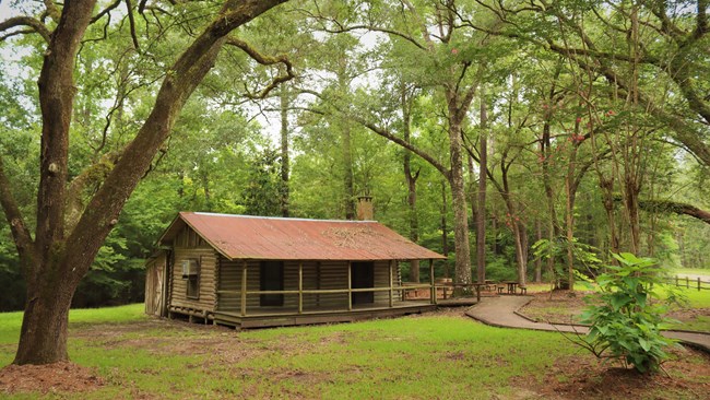 historic log cabin beneath a sprawling oak tree canopy on the edge of the forest