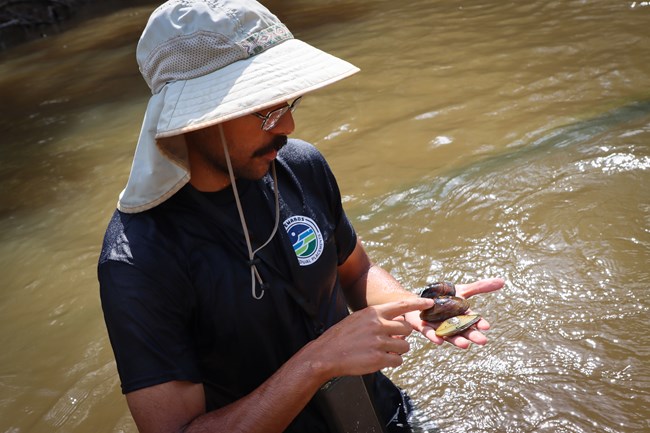 A man wearing a wide brimmed hat, blue shirt, and glasses standing in shallow water, holding 3 freshwater mussels in his left hand and pointing to one with his right hand.