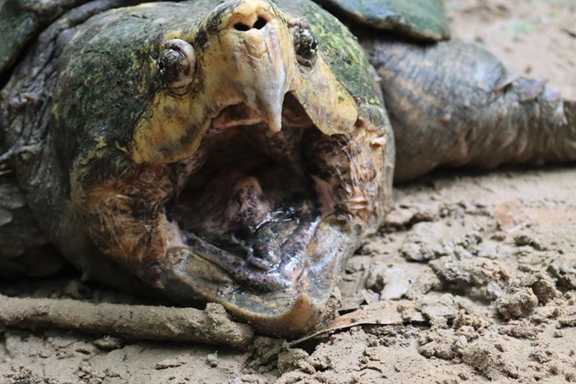 A closeup of an alligator snapping turtle with its mouth wide open.