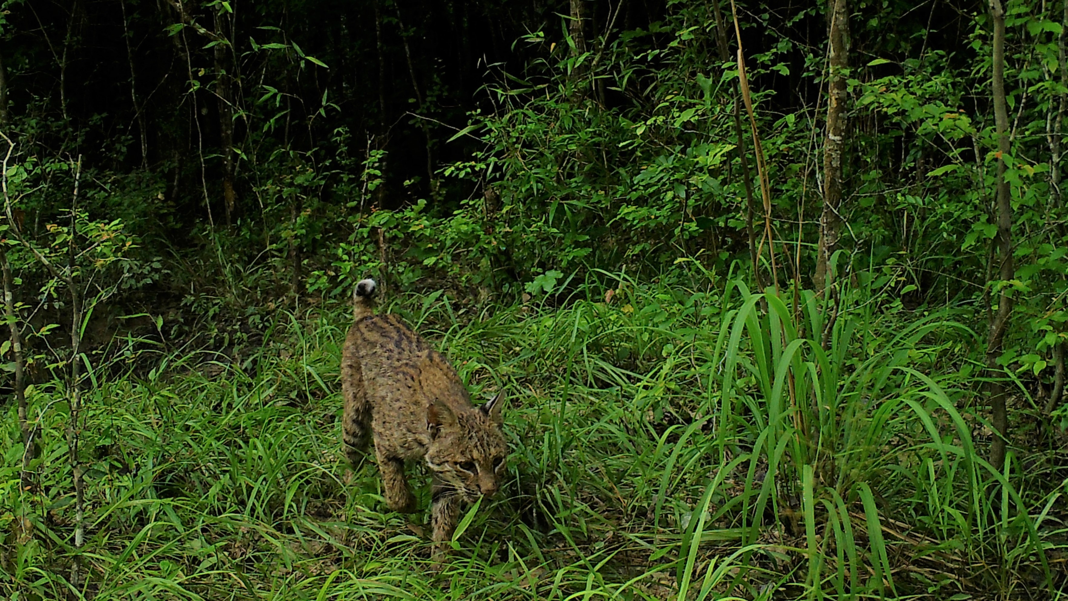 bobcat walking through grass and bushes