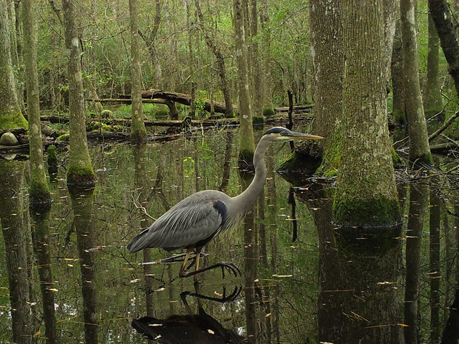 great blue heron in a wooden swamp