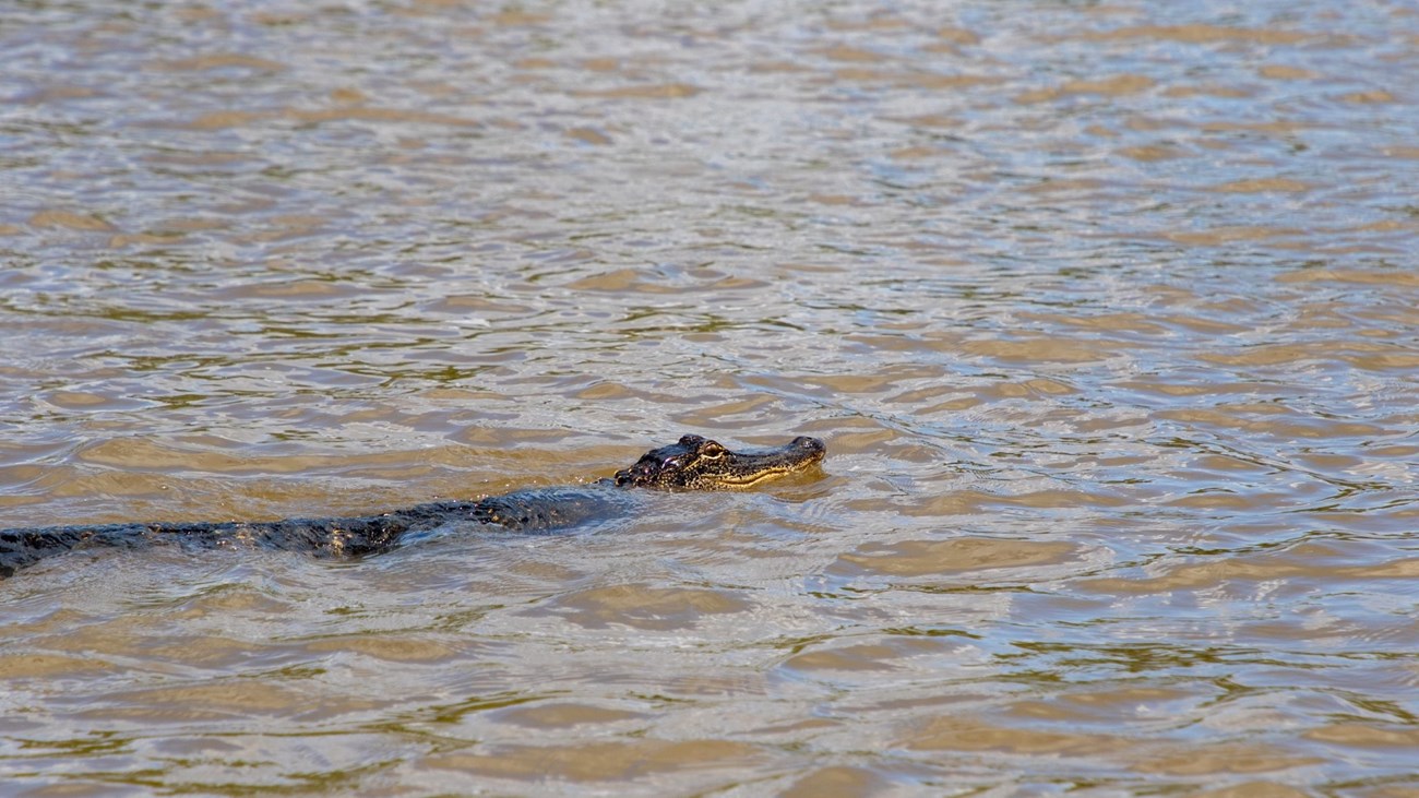 alligator swimming in a river with only its head above water