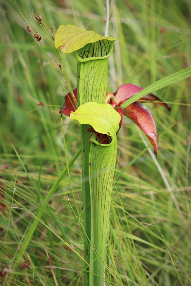 pair of pitcher plants