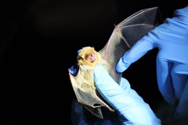 a researcher's gloved hands holding an eastern red bat, whose mouth is open showing pointy teeth and with an outstretched wing
