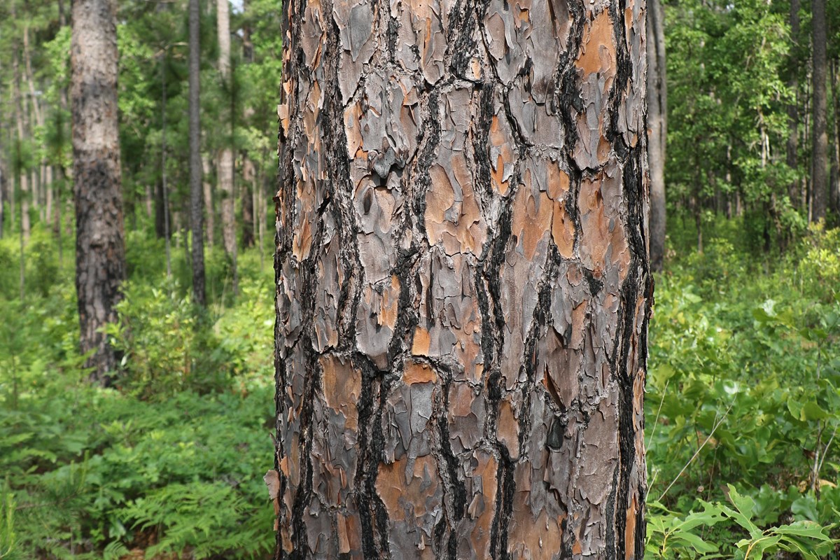 Longleaf Pine Big Thicket National Preserve (U.S. National Park Service)
