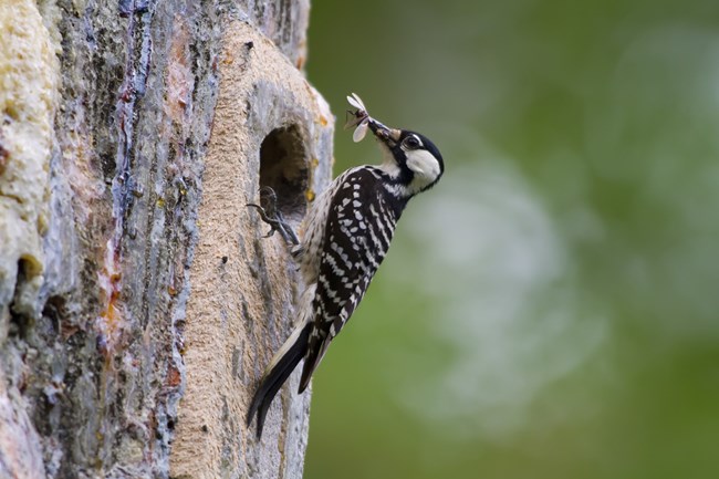 a red-cockaded woodpecker holding an insect in its mouth while perched outside its nest cavity