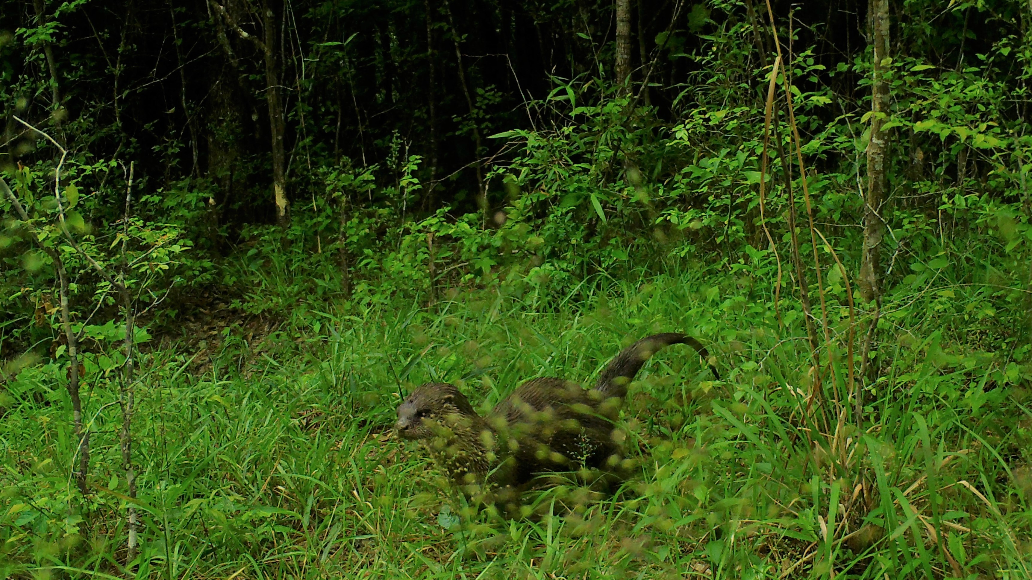 brown river otter in a grassy part of the forest