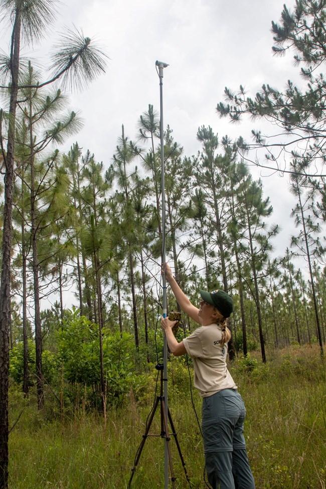 a researcher raises a pole that contains a bat monitoring device