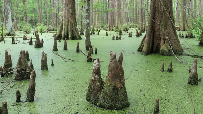 closeup of cypress knees in a green swamp