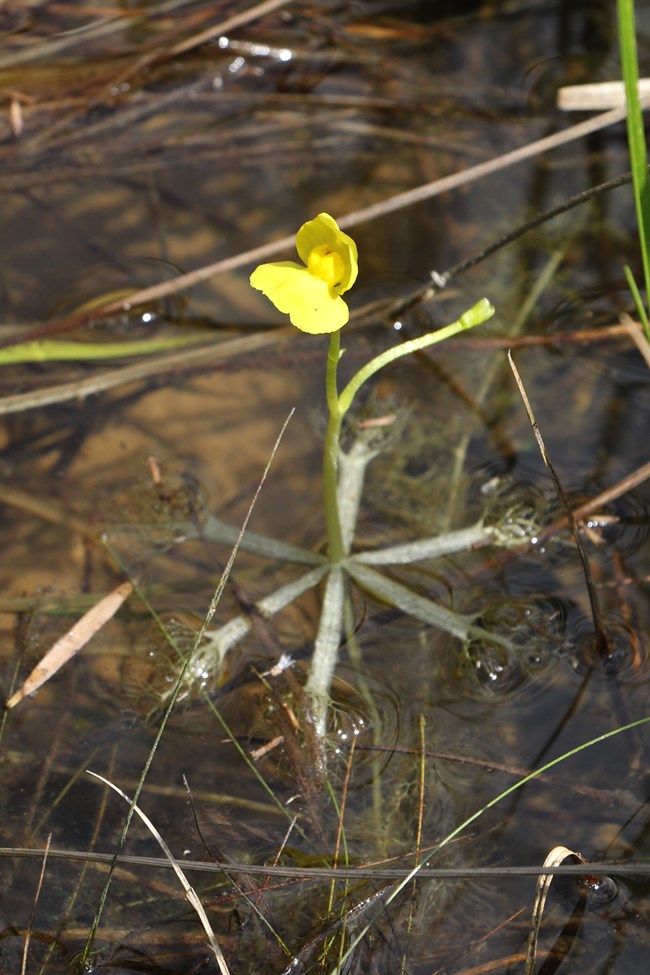 Yellow bladderwort flower floating in still water