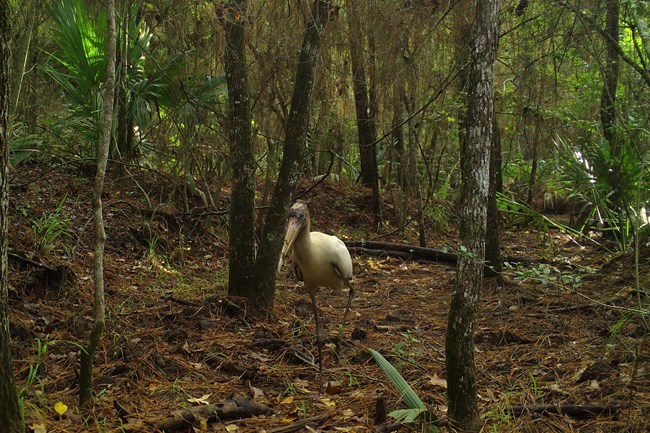 wood stork walking through the jungle of the big thicket