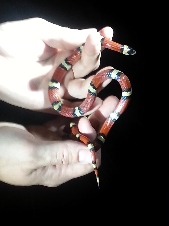 person holding a red/black/white milk snake