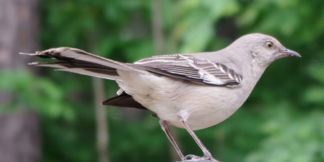 close up of a mockingbird