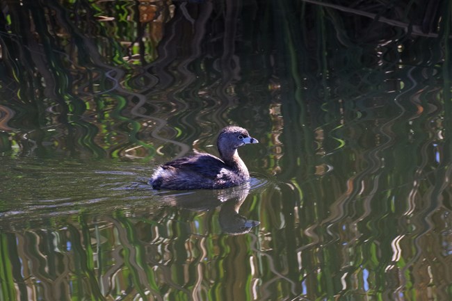 pied-billed grebe floating in a marsh