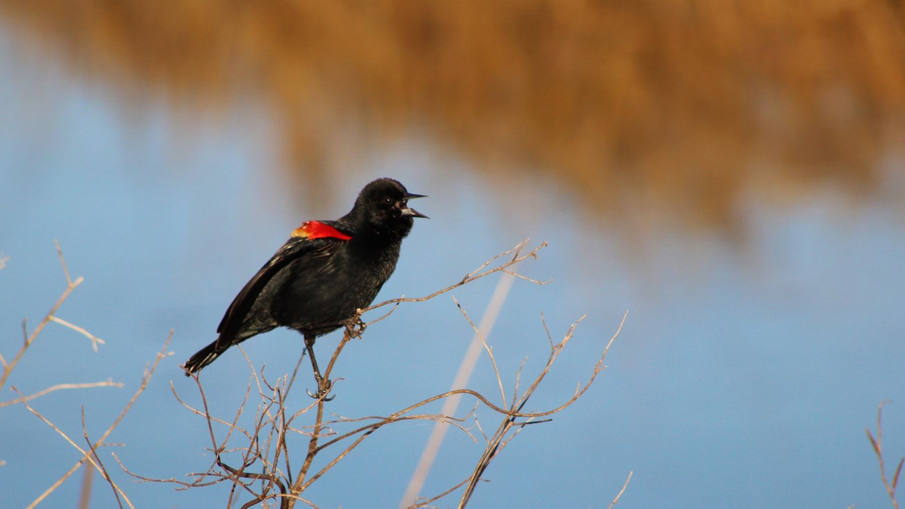 red-winged blackbird perched on a branch above a marsh