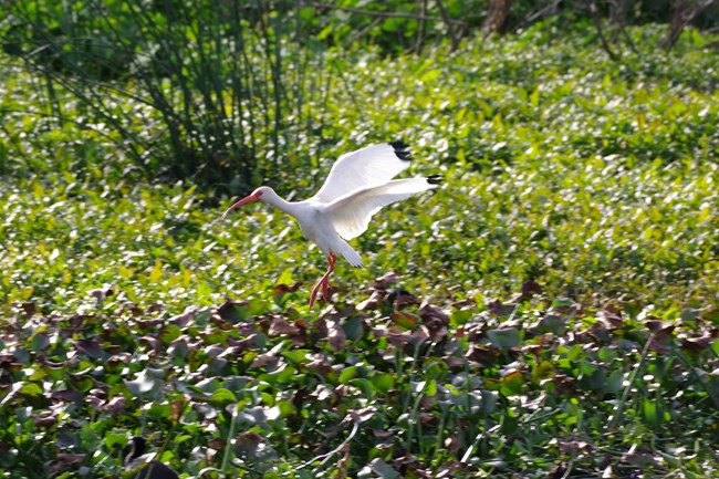white ibis in flight above a marsh