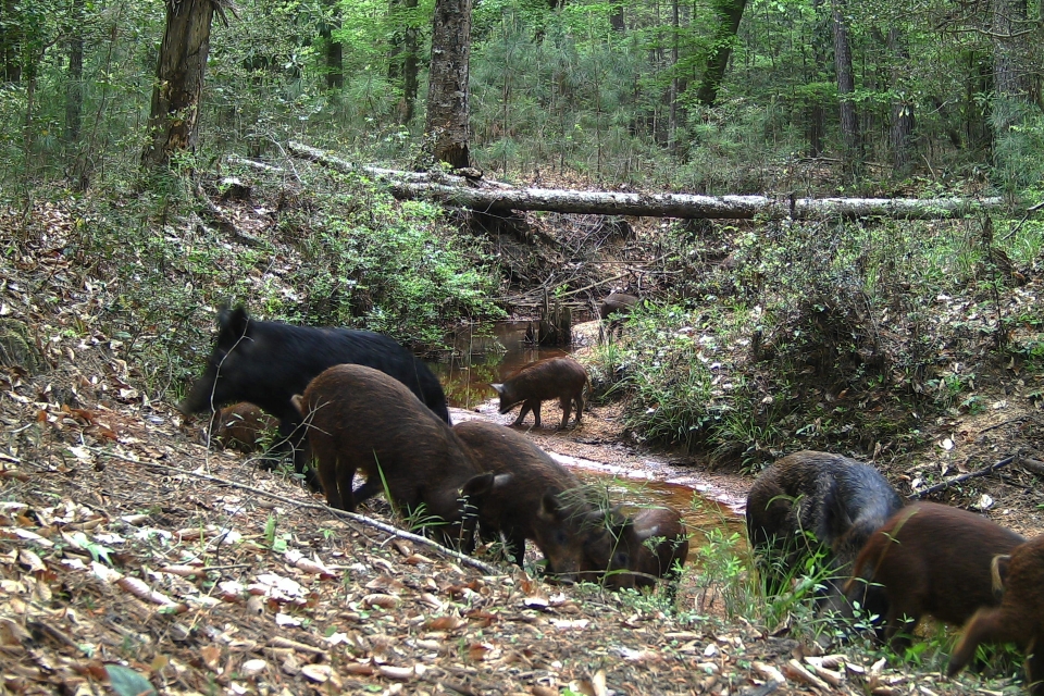 herd of black and brown feral hogs gathered by a stream in the woods