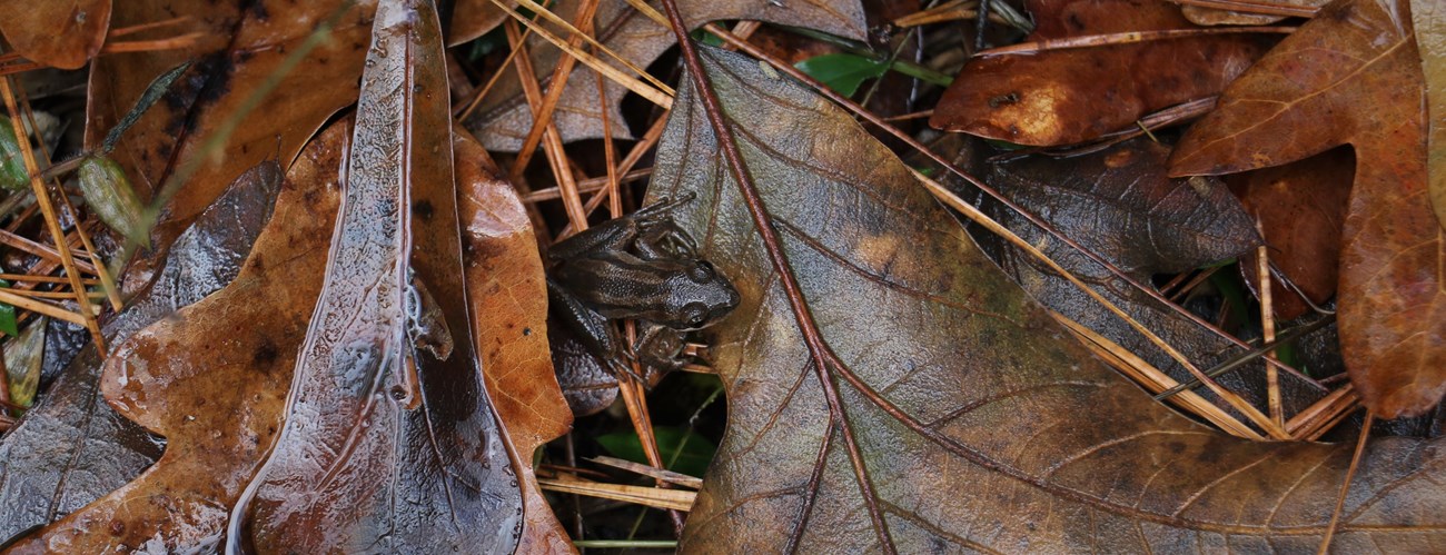 a small brown frog among large wet leaves