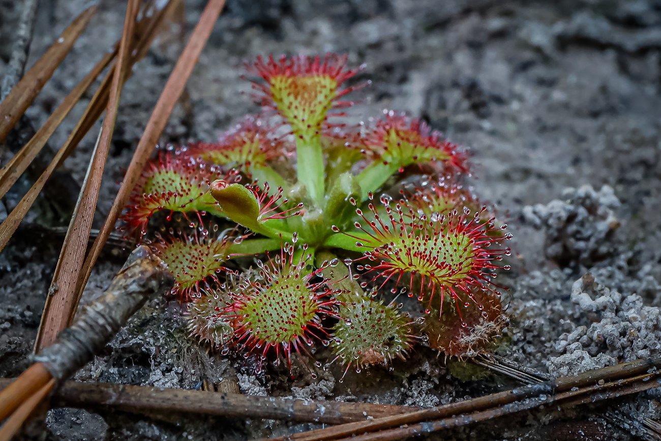 close-up of a pink sundew growing on gray-ish soil next to pine needles. The sundew has dozens of tiny tentacles tipped with sticky droplets.