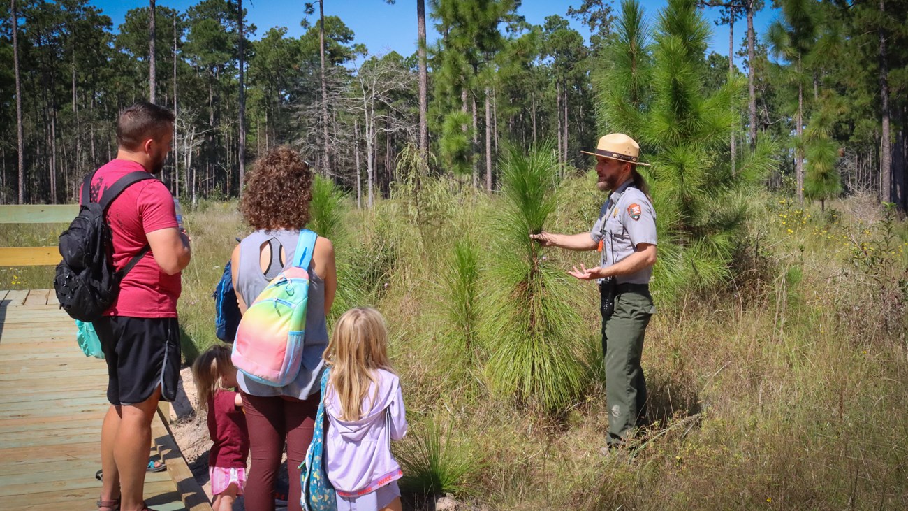 a park ranger standing next to some young longleaf pine trees while talking to a family with small children standing on a wooden boardwalk.