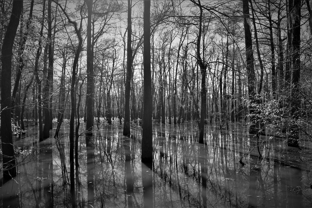 black and white photo: silhouettes and shadows of leafless trees stand in still water.