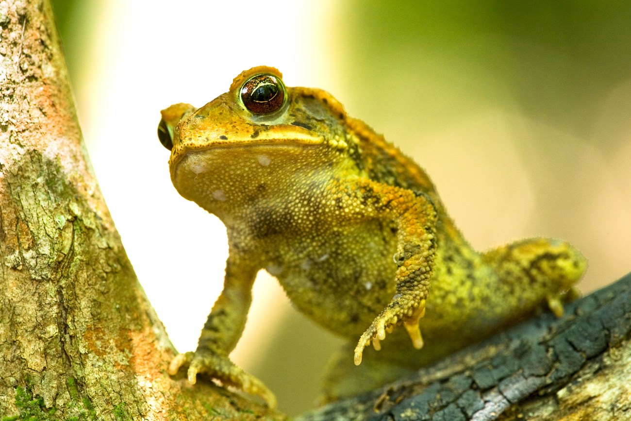 Close-up of a warty toad resting in a tree, raising one arm and showing big black eyes.